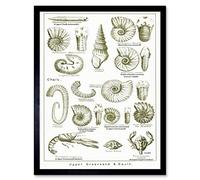 Wee Blue Coo Paintings Book Illustration Crustacean Shellfish Fossil Clay Beach Art Print Framed Poster Wall Decor 12X16 Inch