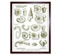 Wee Blue Coo Paintings Book Illustration Crustacean Shellfish Fossil Clay Beach Art Print Framed Poster Wall Decor 12X16 Inch