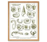 Wee Blue Coo Paintings Book Illustration Crustacean Shellfish Fossil Clay Beach Art Print Framed Poster Wall Decor 12X16 Inch