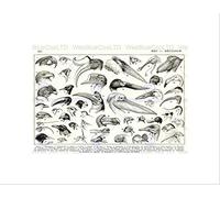 Wee Blue Coo PAINTINGS DRAWING SKETCH PAGE BIRD TYPES BEAK BILL HEAD FRAMED PRINT B12X7537