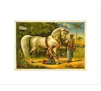 Wee Blue Coo Paintings Sultan Steed Horse Arabian Picture Wall Art Print