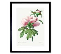 Wee Blue Coo Pale Pink Peony Bloom Floral Stem Flowers Pretty Framed Wall Art Print in Green | Size: W12" x H16" Wee Blue Coo Green W12" x H16"