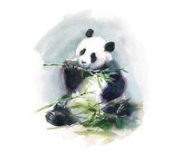 Wee Blue Coo Panda Eating Watercolour Art Print Poster Wall Decor 12X16 Inch