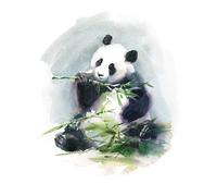 Wee Blue Coo Panda Eating Watercolour Art Print Poster Wall Decor