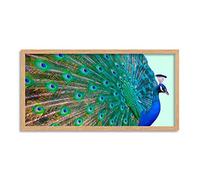 Wee Blue Coo Peacock Bird Feather Plume Long Panel Framed Wall Art Print