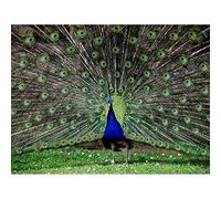 Wee Blue Coo Peacock Birds Feather Art Print Poster Wall Decor 12X16 Inch