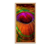 Wee Blue Coo Peacock Feather Close Up Long Panel Framed Wall Art Print