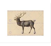 Wee Blue Coo PETER RINDISBACHER AMERICAN EUROPEAN ELK BLACK FRAMED ART PRINT PICTURE B12X5398