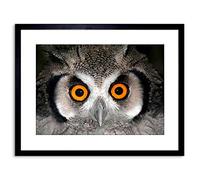 Wee Blue Coo Photo African White Faced Owl Wide Eyes Bird Framed Wall Art Print