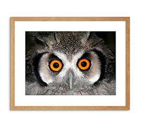 Wee Blue Coo Photo African White Faced Owl Wide Eyes Bird Framed Wall Art Print