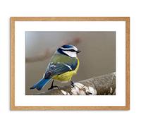 Wee Blue Coo Photo Animal Bird Blue Tit Branch Cool Tiny Framed Wall Art Print