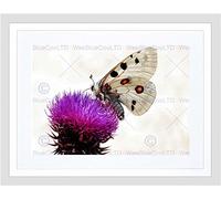 Wee Blue Coo Photo Animal Composition Butterfly Moth Thistle Framed Wall Art Print