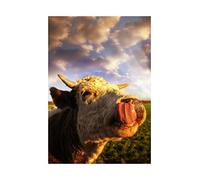 Wee Blue Coo Photo Animal Composition Cow Lick Cattle Head Wall Art Print