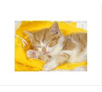 Wee Blue Coo PHOTO ANIMAL COMPOSITION PORTRAIT SLEEPING KITTEN CUTE FRAMED PRINT B12X13003