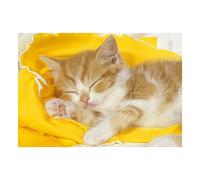 Wee Blue Coo Photo Animal Composition Portrait Sleeping Kitten Cute Wall Art Print