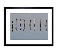 Wee Blue Coo PHOTO ANIMAL CORMORANT BIRD SEA POST REFLECTION FRAMED PRINT F97X5467