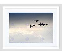 Wee Blue Coo Photo Animal Flock Skein Gaggle Geese Flight Bird Framed Wall Art Print