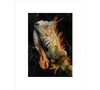 Wee Blue Coo PHOTO ANIMAL IGUANA LIZARD REPTILE SCALES SPINE FRAMED ART PRINT MOUNT B12X13287