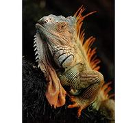 Wee Blue Coo Photo Animal Iguana Lizard Reptile Scales Spines Art Print Poster Wall Decor 12X16 Inch