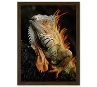 Wee Blue Coo Photo Animal Iguana Lizard Reptile Scales Spines Artwork Framed Wall Art Print A4