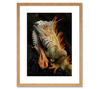 Wee Blue Coo PHOTO ANIMAL IGUANA LIZARD REPTILE SCALES SPINES FRAMED PRINT F97X5215