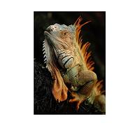 Wee Blue Coo Photo Animal Iguana Lizard Reptile Scales Spines Wall Art Print