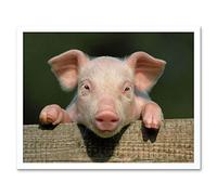 Wee Blue Coo Photo Animal Pig Piglet Cute Farm Pink Baby Babe Art Print Framed Poster Wall Decor 12X16 Inch