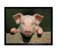 Wee Blue Coo Photo Animal Pig Piglet Cute Farm Pink Baby Babe Art Print Framed Poster Wall Decor 12X16 Inch
