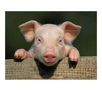 Wee Blue Coo Photo Animal Pig Piglet Cute Farm Pink Baby Babe Art Print Poster Wall Decor 12X16 Inch