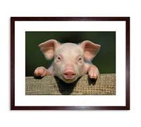 Wee Blue Coo Photo Animal Pig Piglet Cute Farm Pink Baby Babe Framed Wall Art Print