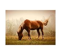 Wee Blue Coo Photo Animal Portrait Grazing Brown Horse Misty Mane Wall Art Print