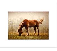Wee Blue Coo Photo Animal Portrait Grazing Brown Horse Misty Mane Wall Art Print