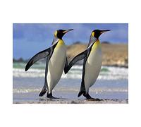 Wee Blue Coo Photo Animal Portrait Pair Penguins Ice Cold Cool Wall Art Print