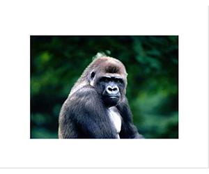 Wee Blue Coo PHOTO ANIMAL POSTRAIT MOODY LOOKING GORILLA APE FRAMED ART PRINT MOUNT B12X13010