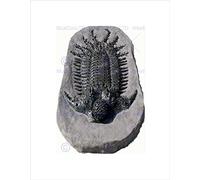 Wee Blue Coo Photo Archeology Fossil Rock Trilobyte Turtle Black Framed Art Print B12X9983