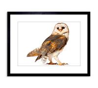 Wee Blue Coo Photo Barn Owl Alba Bird Pray Framed Wall Art Print