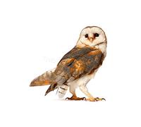 Wee Blue Coo Photo Barn Owl Alba Bird Pray Wall Art Print