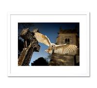 Wee Blue Coo Photo Barn Owl Bird Alba Graveyard Scotland Framed Wall Art Print