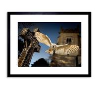 Wee Blue Coo Photo Barn Owl Bird Alba Graveyard Scotland Framed Wall Art Print