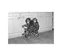 Wee Blue Coo Photo Black White Chimps Tricycle Zoo Animal Wall Art Print