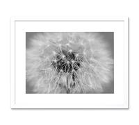 Wee Blue Coo Photo Black White Dandelion Seeds Framed Wall Art Print