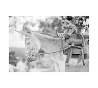 Wee Blue Coo Photo Black White Donkey Monkey Bensons Zoo Animal Wall Art Print