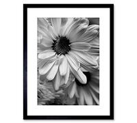 Wee Blue Coo PHOTO BLACK WHITE FLOWER PETALS FRAMED PRINT F97X2823