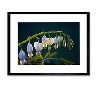 Wee Blue Coo Photo Bleeding Heart White Spring Flower Framed Wall Art Print