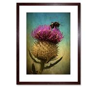 Wee Blue Coo Photo Bumble Bee Thistle Flower Scotland Framed Wall Art Print