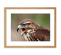 Wee Blue Coo PHOTO BUZZARD BIRD PREY BEAK HAWK FRAMED PRINT F97X2884