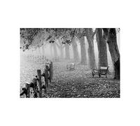 Wee Blue Coo Photo BW Autumn Leaves Leafy Lane 12x16 Wall Art Print