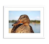 Wee Blue Coo PHOTO CLOSE UP OF DUCK MALLARD FRAMED PRINT F97X2998