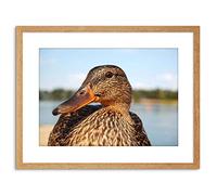 Wee Blue Coo PHOTO CLOSE UP OF DUCK MALLARD FRAMED PRINT F97X2998