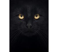 Wee Blue Coo Photo Close Up Pet Black Cat Face Eyes Canvas Print